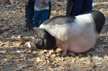 Hamile göbekli domuz, hamile hayvan