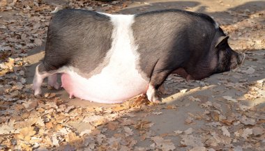 Hamile göbekli domuz, hamile hayvan
