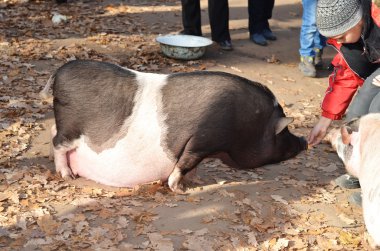 Genç bir çocuk elinden yemek hamile göbekli domuz