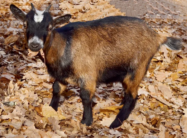 Pequeña cabra — Foto de Stock