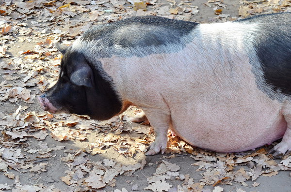 Беременная пузатая свинья, беременное животное
