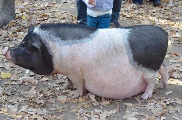 Hamile göbekli domuz, hamile hayvan — Stok fotoğraf