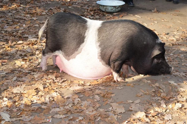 Gestante Pot-barriga de porco, animal grávida — Fotografia de Stock