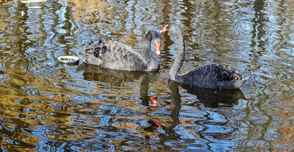 Labuť na modré jezero vody ve slunečný den, labutě na rybníku, příroda — Stock fotografie