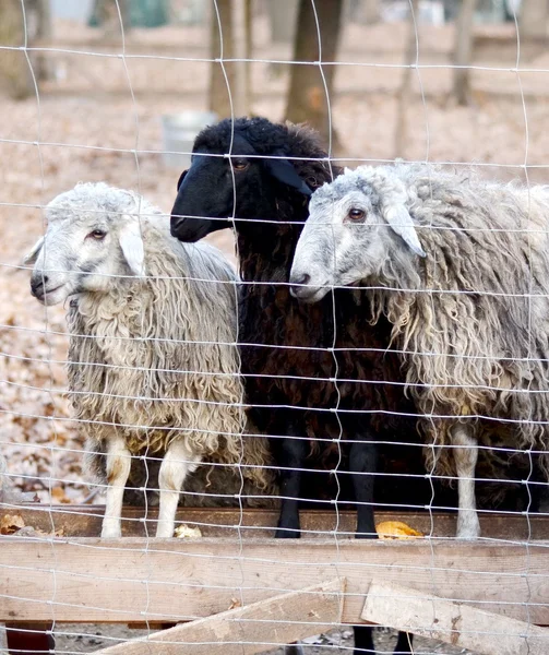 Drie schapen — Stockfoto