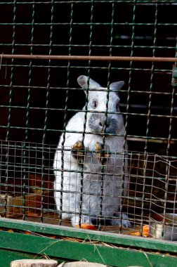 Tavşan Kafes içinde