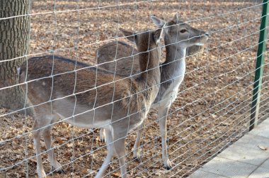 Alageyik Hayvanat Bahçesi grup