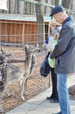 Erkek ve kadın hayvanat bahçesinde hayvan besleme