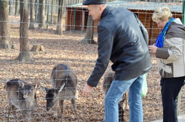 Erkek ve kadın hayvanat bahçesinde hayvan besleme