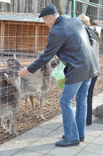 Uomo che nutre daini allo zoo — Foto Stock