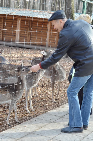 Hombre alimentando ciervos en barbecho en zoológico —  Fotos de Stock