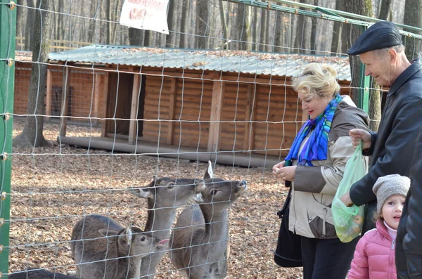 Hombre y mujer alimentando animales en zoológico — Foto de Stock