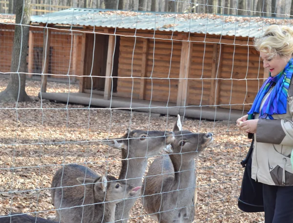 Женщина кормит оленей в зоопарке — стоковое фото