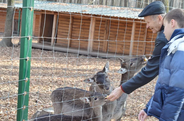 Uomo che nutre daini allo zoo — Foto Stock