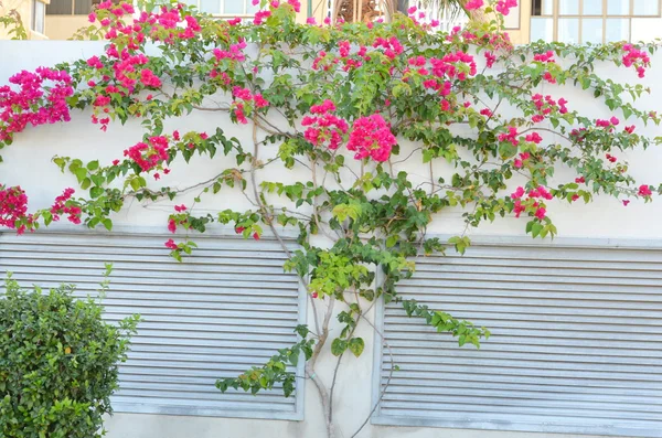 Bougainvillea flowers.floral tree. — Stock Photo, Image