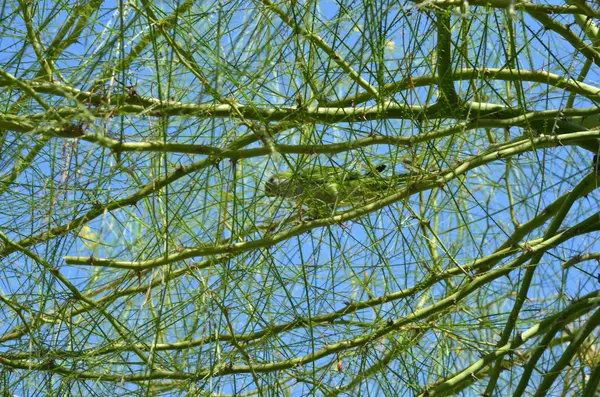 녹색 나무 푸른 하늘 배경에서 앵무새를 그린 — 스톡 사진