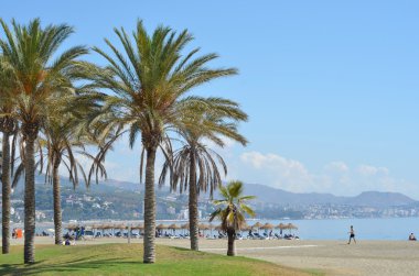 kumlu plajda palmiye ağaçları