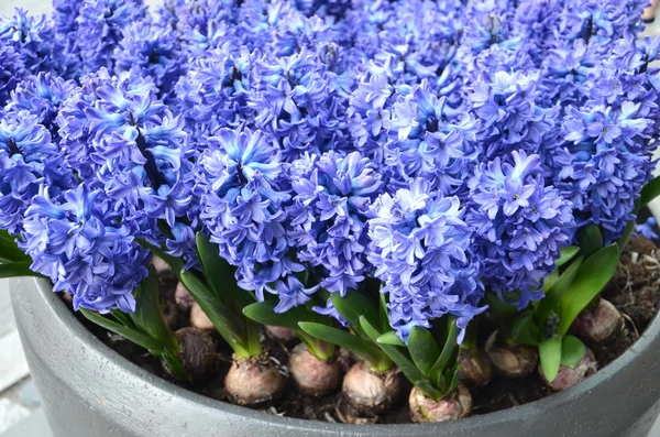 Violette Blüten.Hyazinthe. — Stockfoto