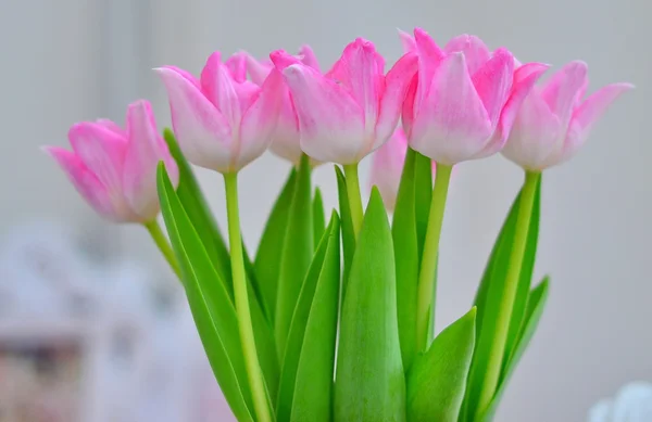 Roze tulpen — Stockfoto