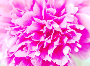 Şakayık çiçeği arka plan closeup