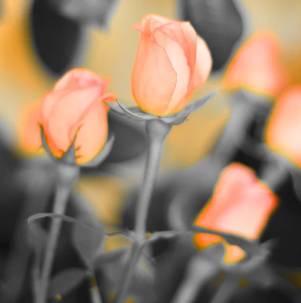 Defokus verschwimmen pastellfarbene Blumen - Rosen auf zartem Hintergrund — Stockfoto