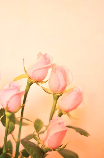 离焦模糊粉彩花卉-投标背景上的玫瑰 — 图库照片