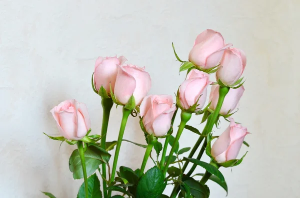 离焦模糊粉彩花卉-投标背景上的玫瑰 — 图库照片