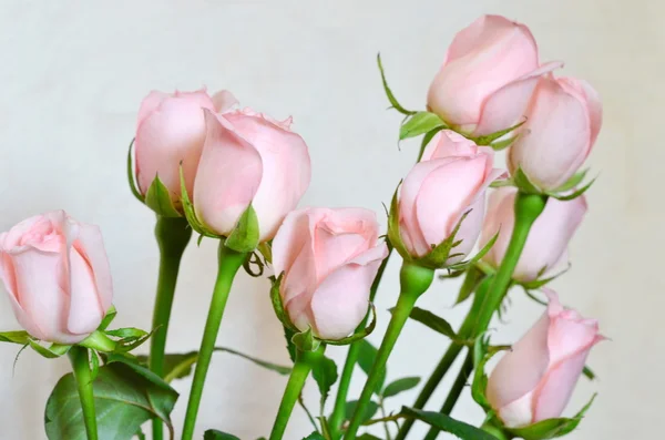 Defokus verschwimmen pastellfarbene Blumen - Rosen auf zartem Hintergrund — Stockfoto