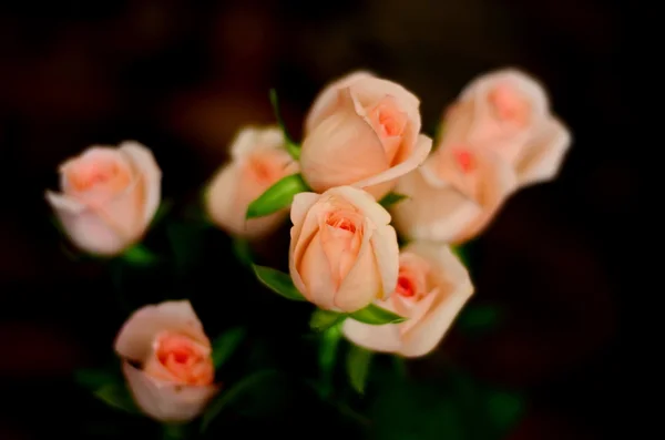 Desenfoque desenfoque flores pastel - rosas sobre fondo tierno —  Fotos de Stock