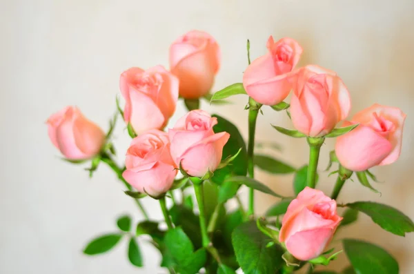 Sfocatura fiori pastello - rose su sfondo tenero Foto Stock