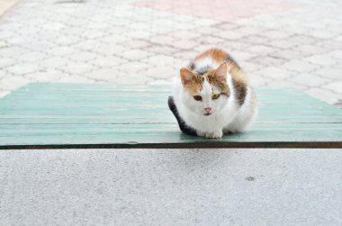 Açık havada oturan kedi