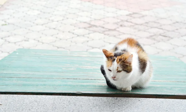 Gato sentado ao ar livre — Fotografia de Stock