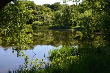 Suya yansıyan ağaçlar
