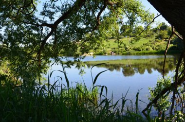 Suya yansıyan ağaçlar