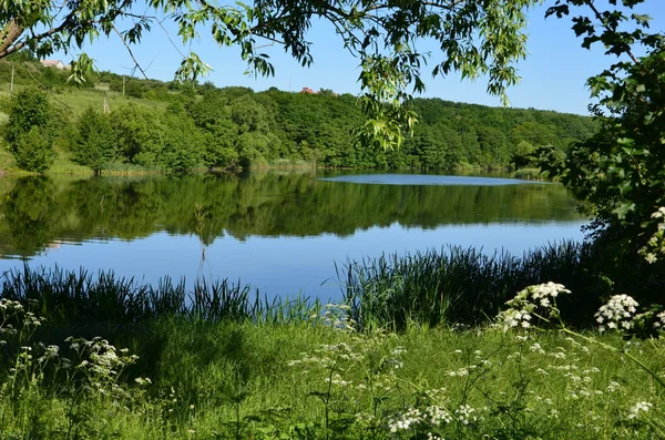 Trees reflected in water