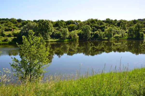 Träd reflektion — Stockfoto