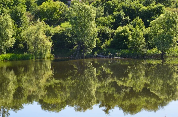 Alberi riflessi nell'acqua — Foto Stock