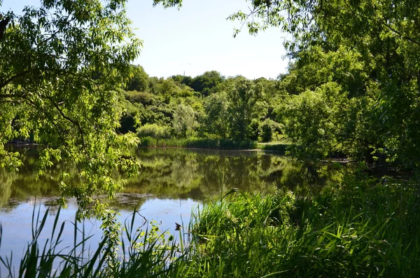 Alberi riflessi nell'acqua — Foto Stock