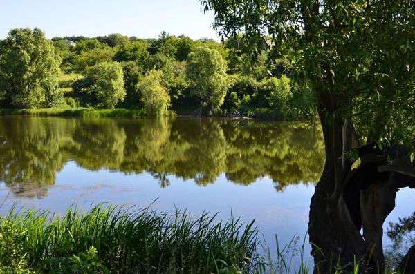 Träd som reflekteras i vatten — Stockfoto