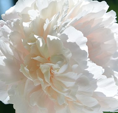 Beyaz Şakayık portre