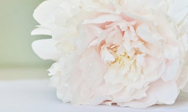 Beyaz Şakayık portre