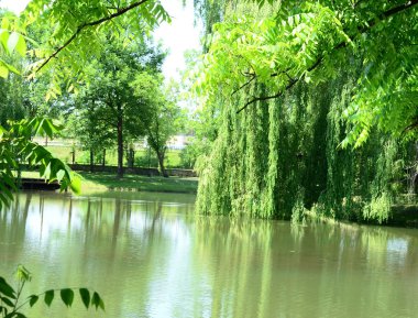 Suya yansıyan ağaçlar