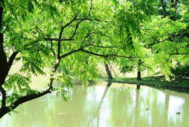 Suya yansıyan ağaçlar