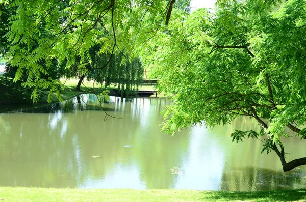 Alberi riflessi nell'acqua — Foto Stock