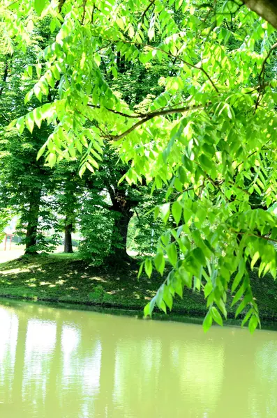 Árvores refletidas na água — Fotografia de Stock