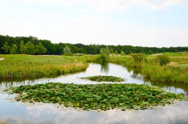 Yeşil lilly yastıkları