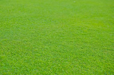 Yeşil çim arka plan, doku, desen