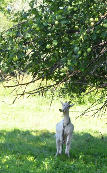 Capra mangiare mele verdi — Foto Stock