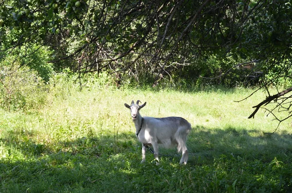 Chèvre à l'extérieur près du pommier — Photo