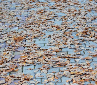 Sonbahar yaprakları yerde.